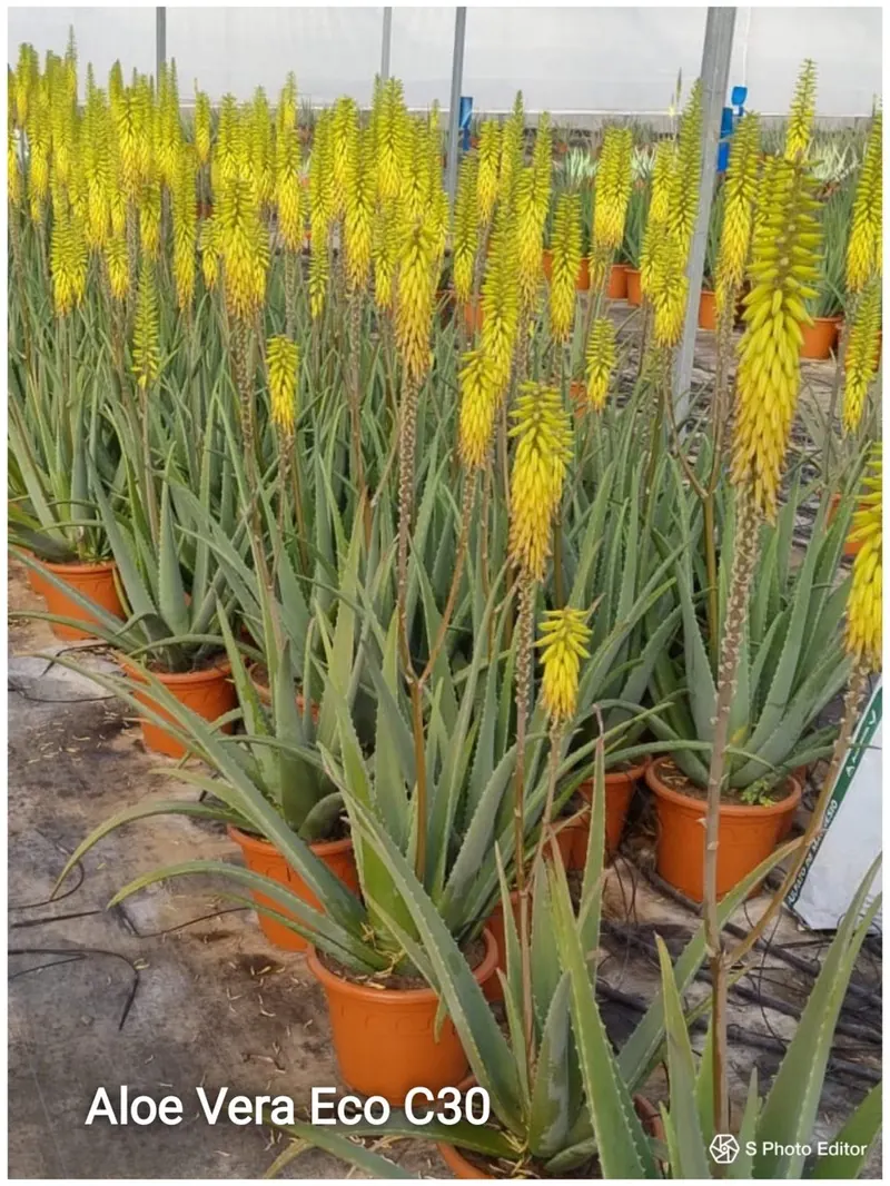 Aloe Vera (Floración Amarilla)