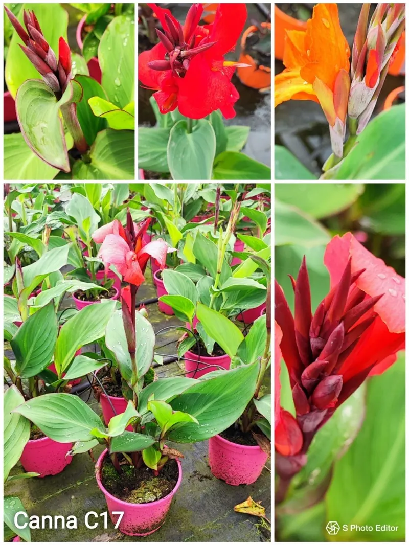 Canna Indica (Caña de Indias)