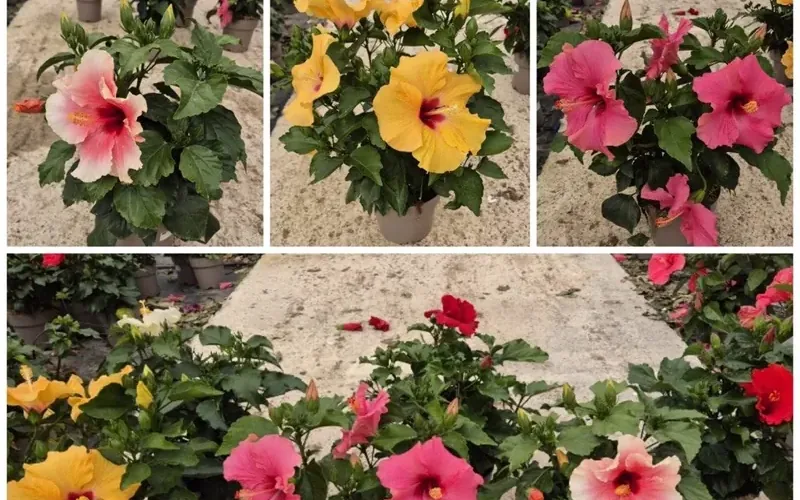 Las 6 Mejores Plantas para Macetas y Terrazas Expuestas al Sur en Mazarrón