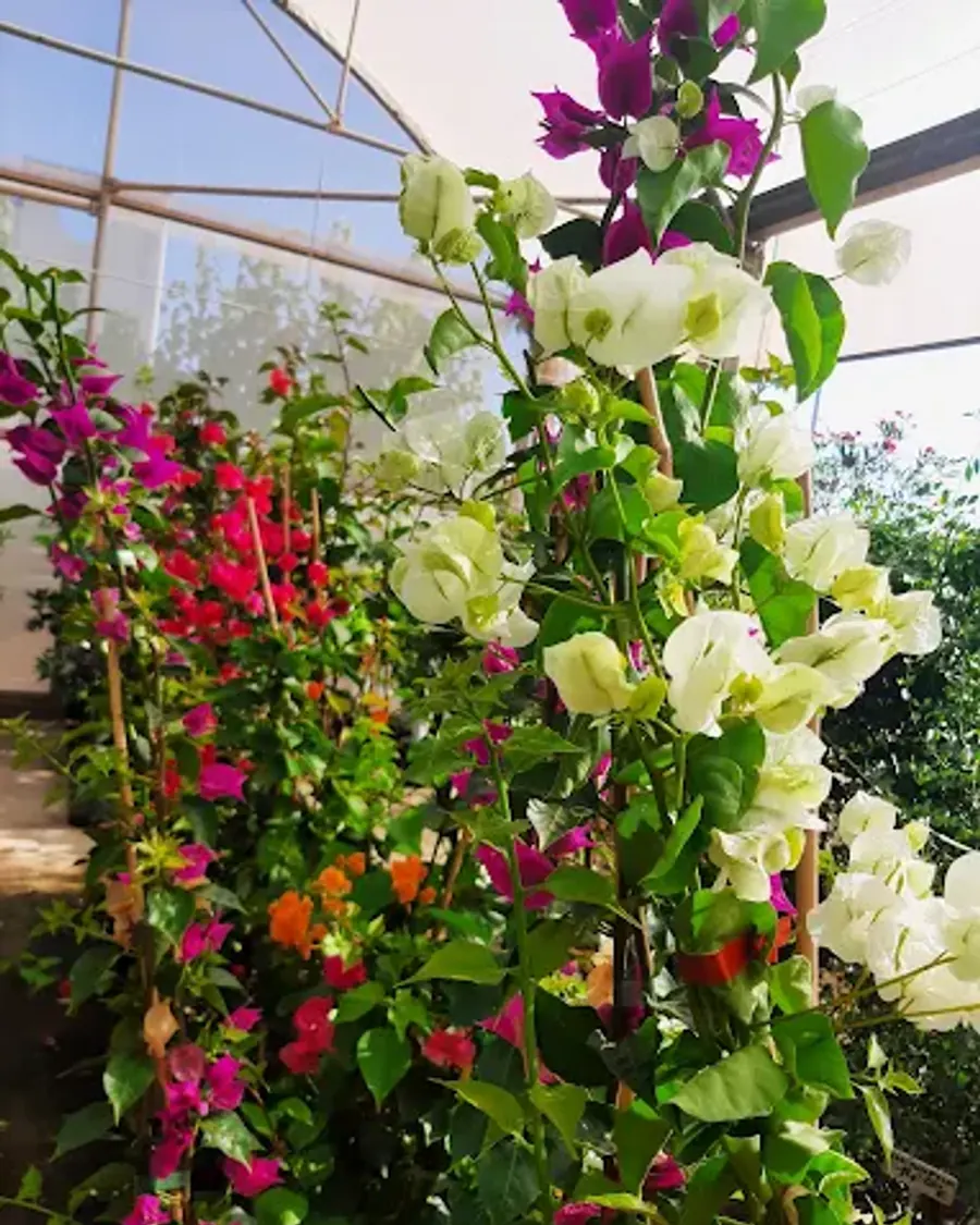 Plantas que Crecen y Resisten en el Clima Costero